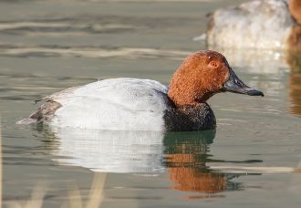 Common pochard