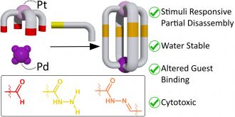 Anticancer capsule or 'cages' diagram