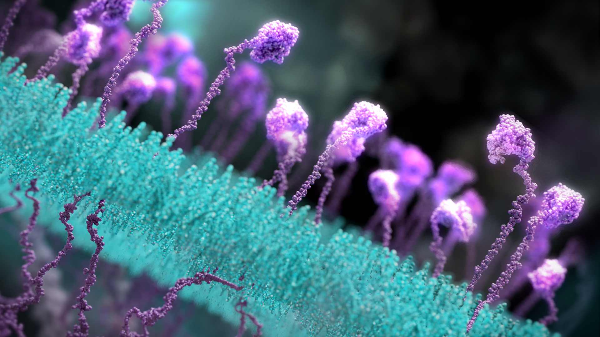 Dr Maja Divjak, Biomedical Animator at Peter Mac