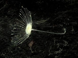 Abyssocladia johnhooperi