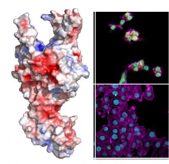 Ssr toxin and cells affected by Ssr toxin