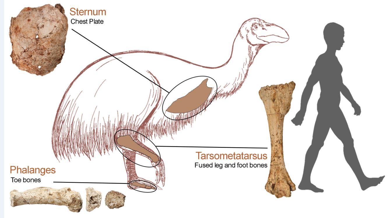Location of the bones affected by the pathologies on Genyornis newtoni, shown standing next to a 1.8 m tall man. Graphic: Phoebe McInerney