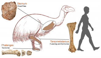Location of the bones affected by the pathologies