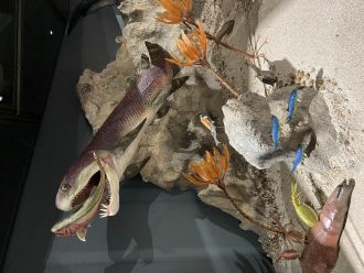 Gogo fish diorama at WA Museum Boola Bardip