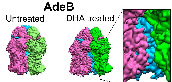 mBio diagram showing  representative snapshots of AdeB and AdeJ trimer conformation from the final 5 us of simulations in the untreated and DHA treated membranes. Each protomer is  coloured differently to aid visualisation of protomer interactions from each angle