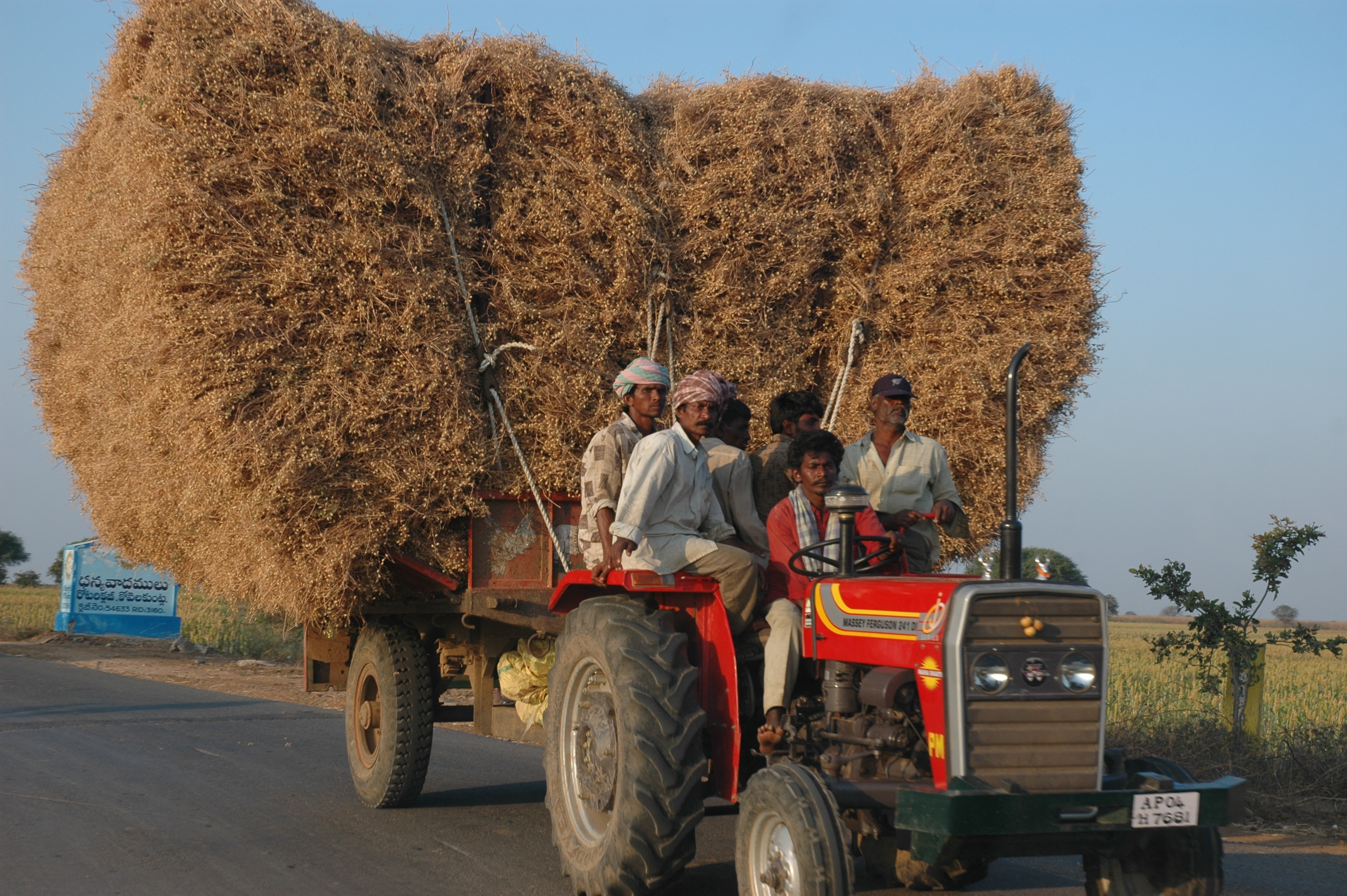 Chickpeas being transported