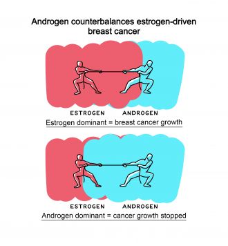Estrogen-Androgen