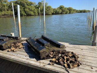 A lease for Sydney Rock Oysters