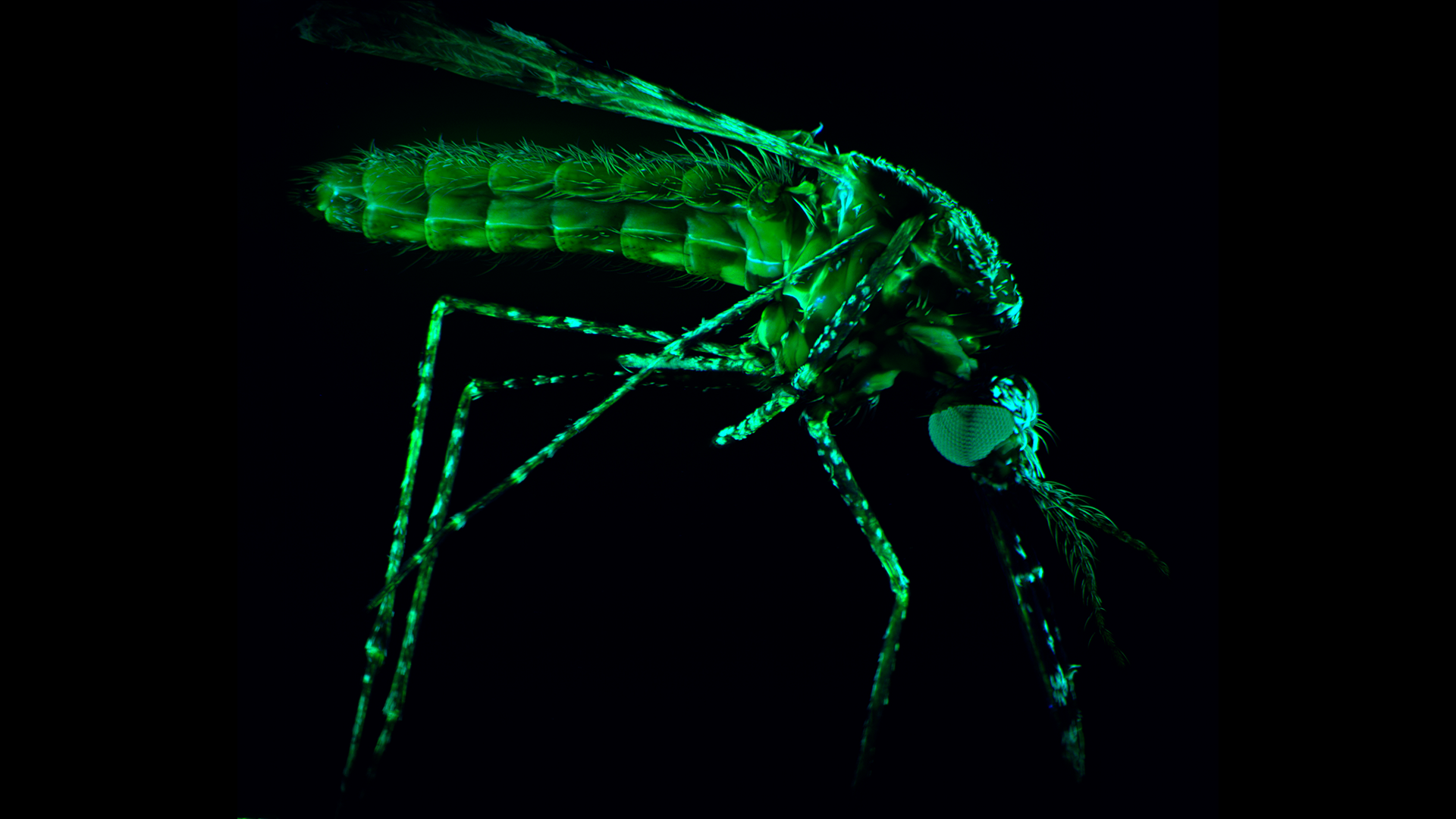 Malaria is one of the world’s most serious infectious diseases caused by parasites that are transmitted through the bites of infected female mosquitos. Credit: WEHI