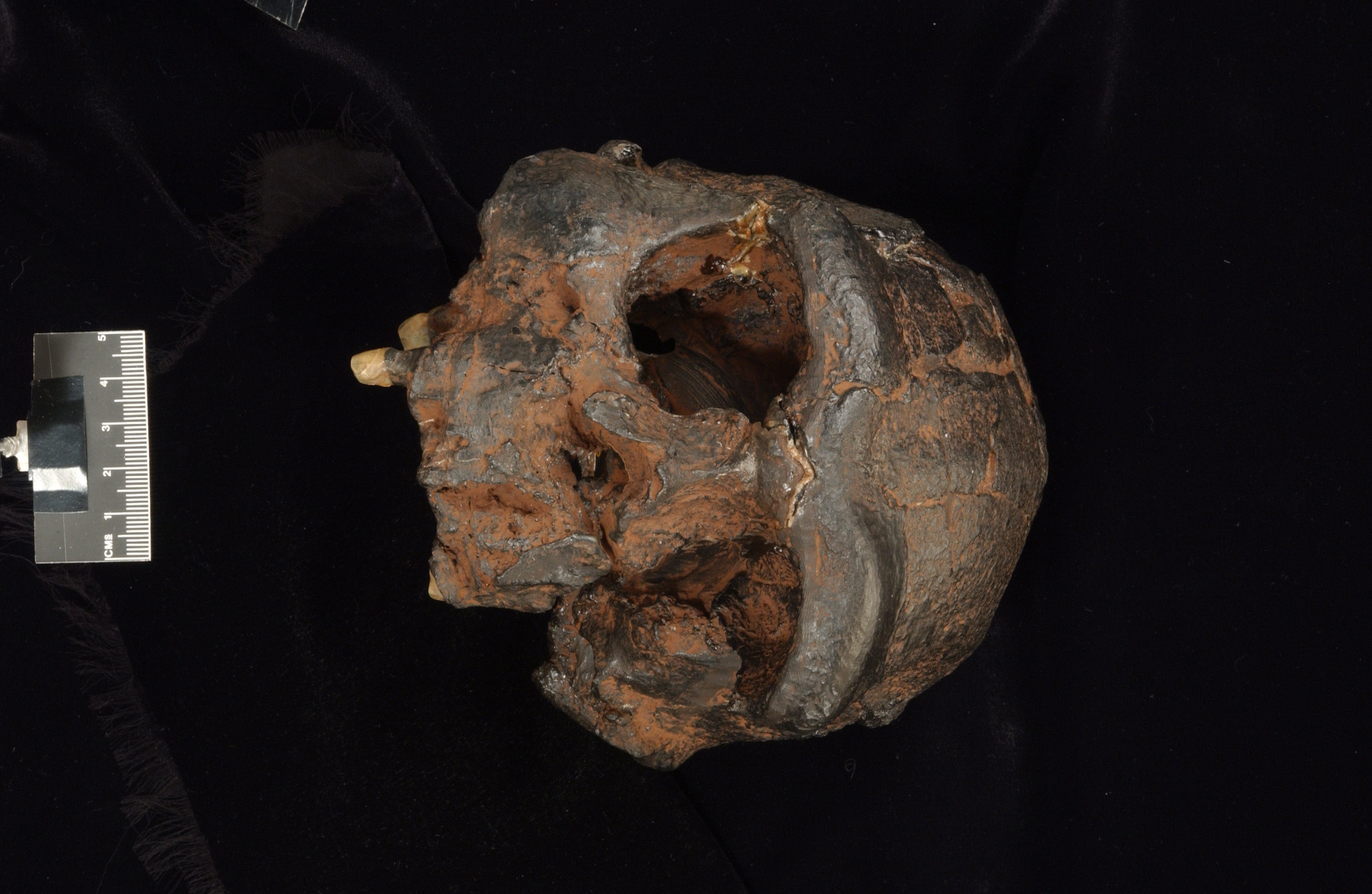 Replica of the Sangiran 17 Homo erectus cranium from Java - frontal view. Photo supplied by the Trustees of the Natural History Museum. 