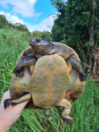 Mary River Turtle