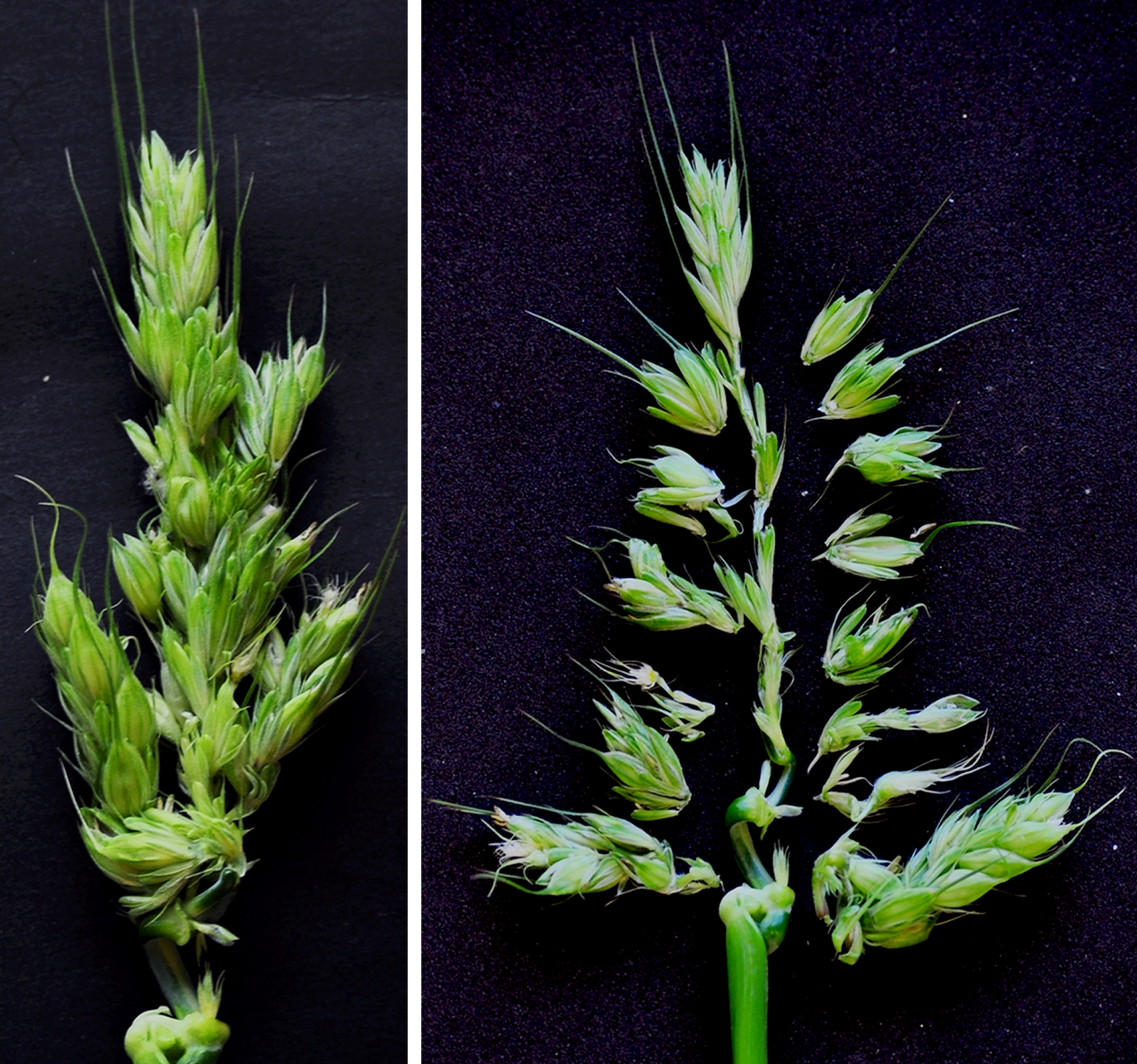 In barley the presence of a specific protein regulates the production of branches and flowers on plant stems in response to warm temperatures. A loss of function in this protein results in the formation of branch-like spikes at high temperatures. Photo courtesy of the University of Adelaide.