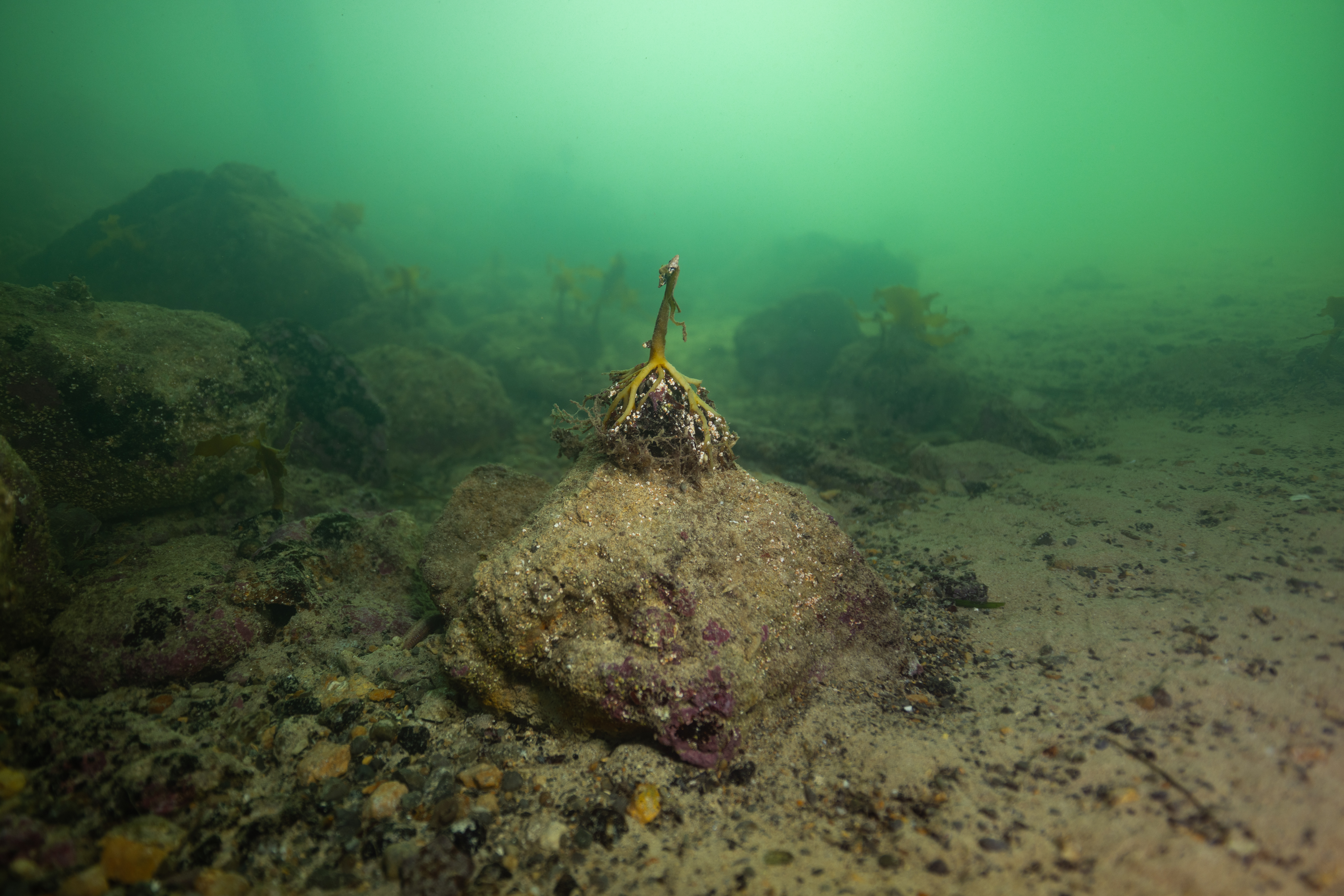 A lone golden kelp holdfast clings to life on a reef stripped bare, surrounded by bloom-stained green waters at Edithburgh by Stefan Andrews courtesy Great Southern Reef Foundation 