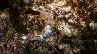 Decomposing sea cucumber reveals unseen underwater impacts of bloom