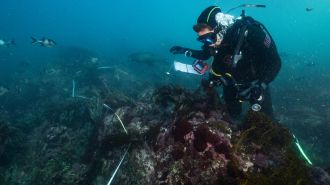 Dr George Wood surveys reef during SA algal bloom study