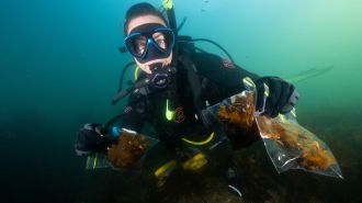 Dr George Wood collects kelp samples 
