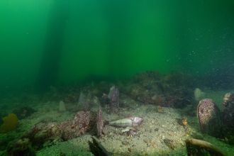 Dead goatfish on seafloor beneath algal-stained green waters, Edithburgh