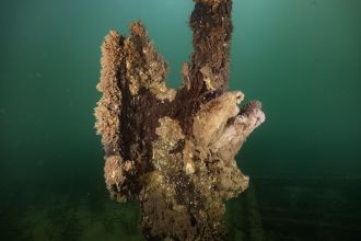 Jetty pylon with dead filter feeders from algal bloom, Edithburgh