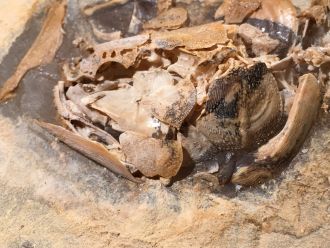 Skull bones