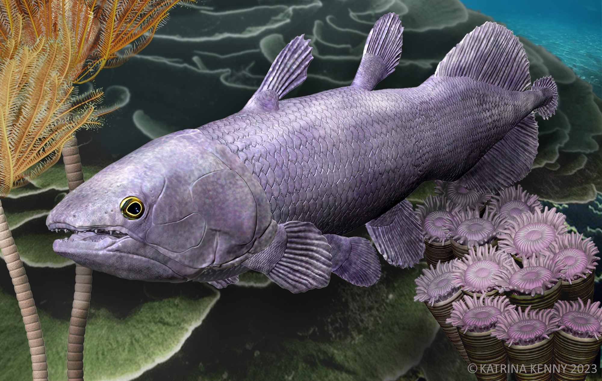 A live recreation of the Ngamugawi wirngarri coelacanth in its natural habitat. Illustration: Katrina Kenny