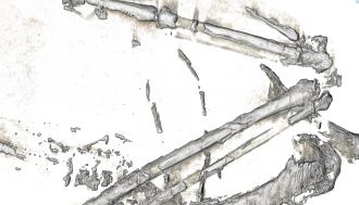 Zealandian Tropicbird wing 3D