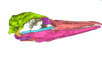 Zealandian Tropicbird skull Medical RIGHT