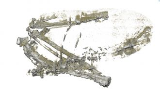 Zealandian Tropicbird wing MARS bottom 