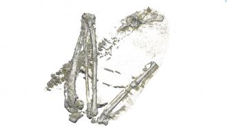 Zealandian Tropicbird wing MARS top 