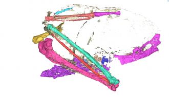 Zealandian Tropicbird wing medical RIGHT