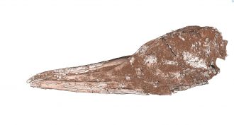 Zealandian Tropicbird Skull LEFT 