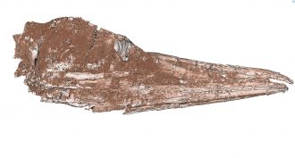 Zealandian Tropicbird Skull RIGHT 