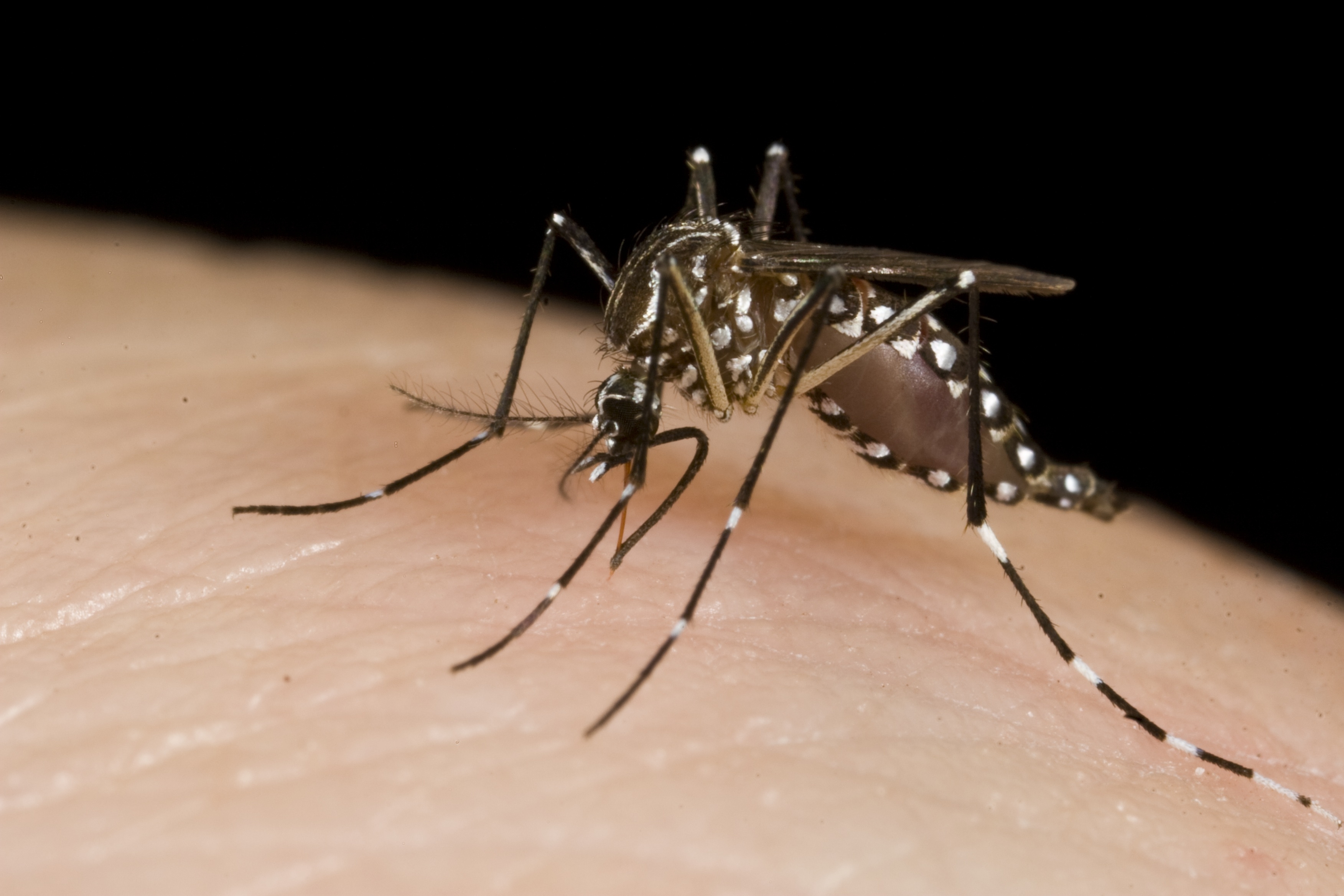 Source: https://commons.wikimedia.org/wiki/File:Mosquitoes_%2810703811283%29.jpg