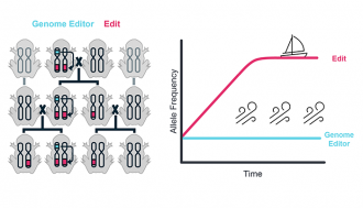 Allelle Sails figure