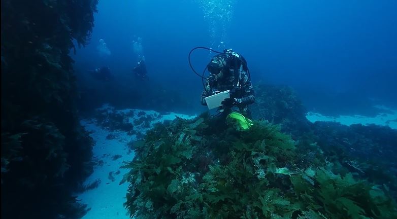Video courtesy Stefan Andrews from Great Southern Reef Foundation 