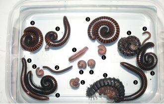 Millipede samples collected in Tanzania