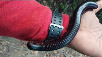 UniSC PhD student Alain Ngute with giant African millipede