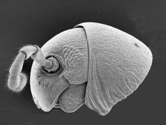 New millipede species 