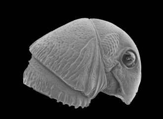 New millipede species Lophostreptus magombera