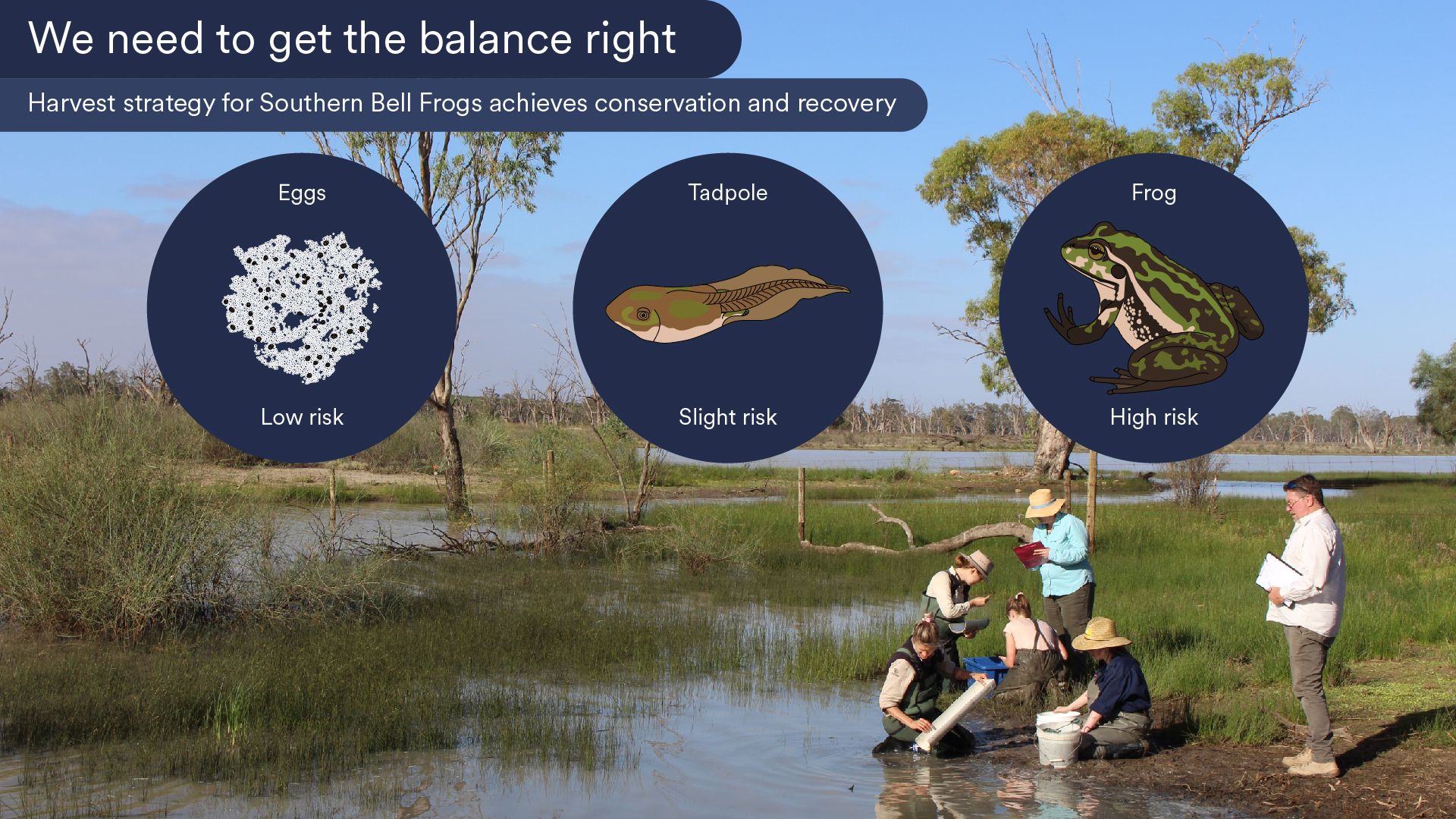 Volunteers and government ecologists from the Murraylands and Riverland Landscapes Board completing a tadpole survey at Overland Corner wetland in South Australia. Several of these southern bell frog tadpoles were transferred to the hatchery run by the 'Help the Southern Bell Frog Bounce Back' program. Main image courtesy R Mathwin (Flinders University)