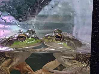 Southern bell frogs