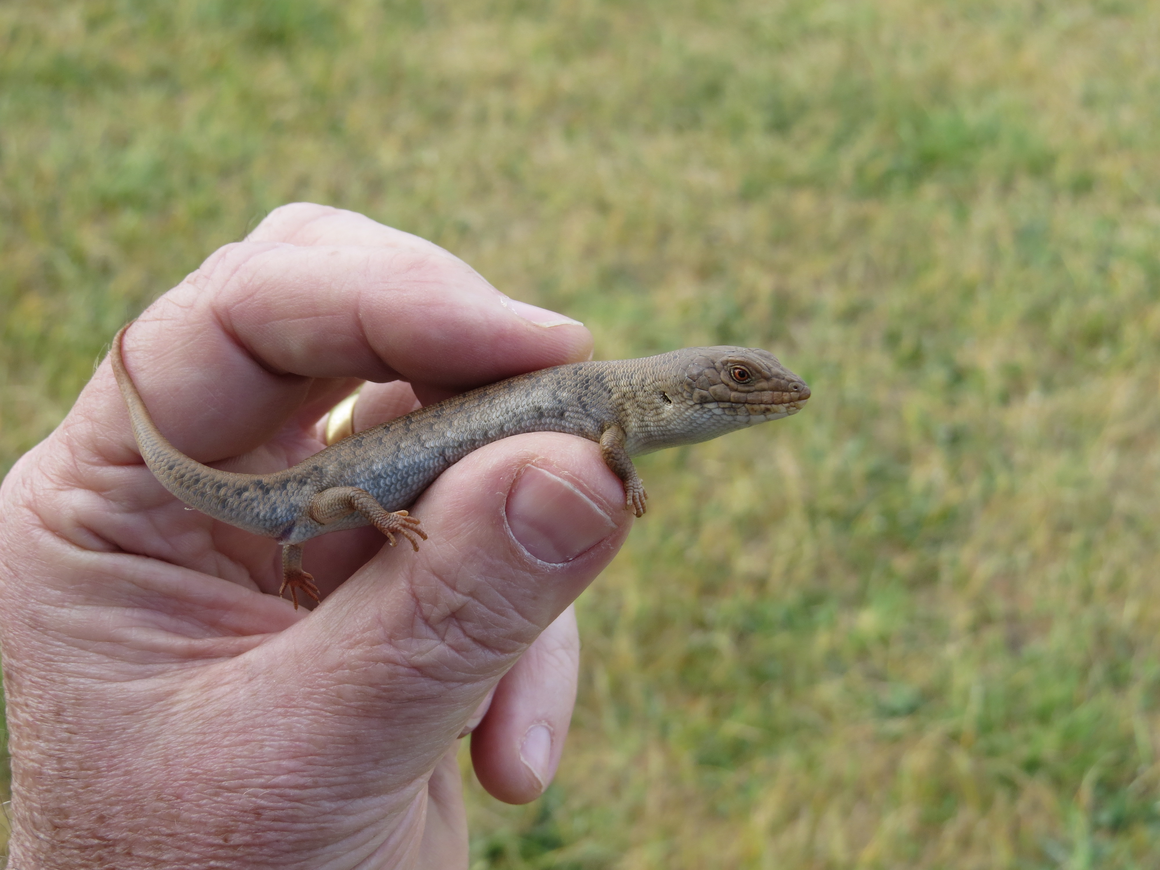 SA's endemic skink, the endangered pygmy bluetongue (Photo M Gardner, Flinders University).