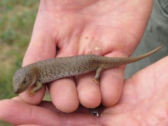 Pygmy bluetongue 