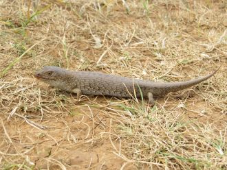 Pygmy bluetongue 