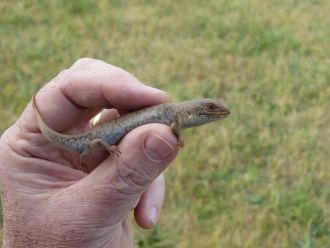 Pygmy bluetongue 