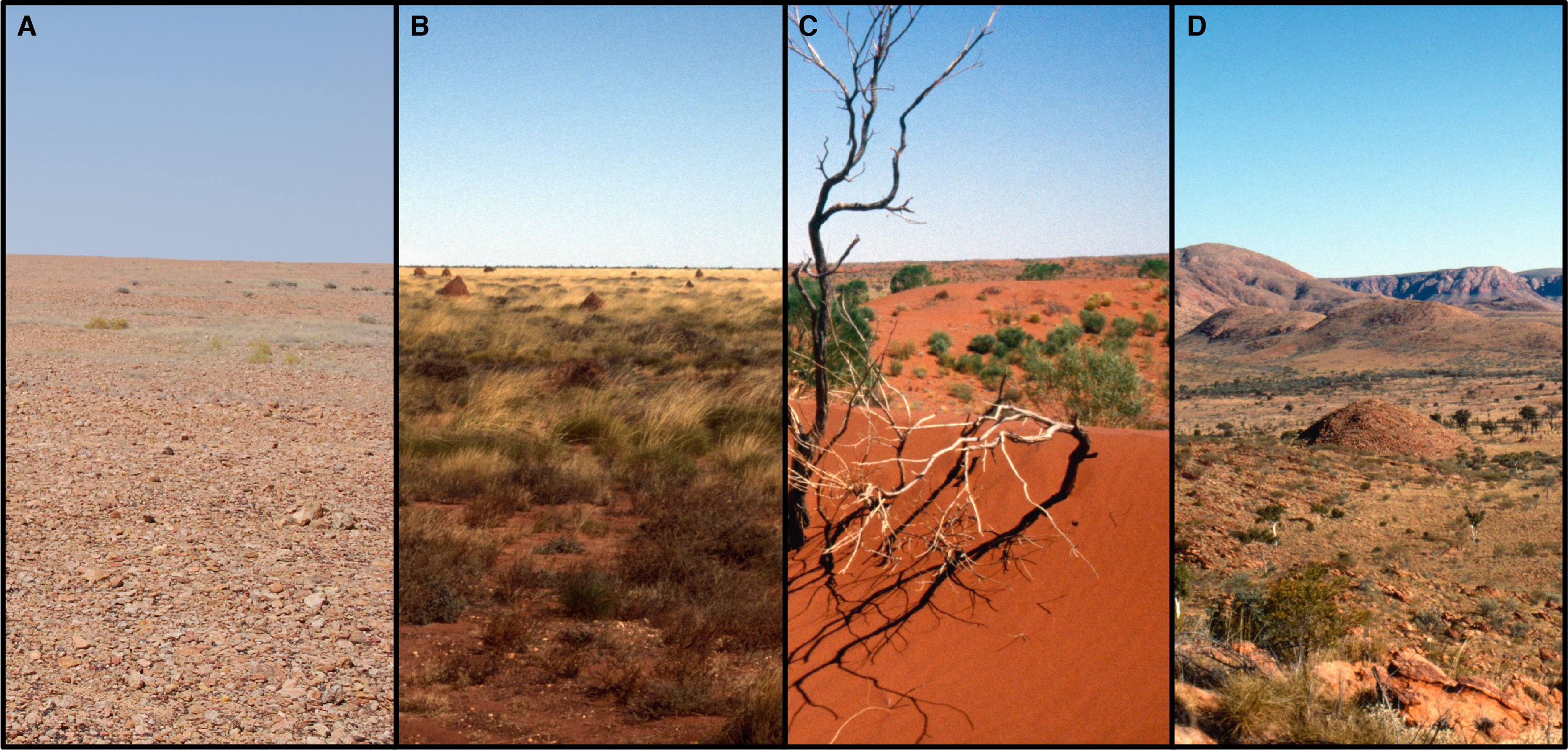 FIG 2: Land systems of the Western Desert include (A) stony plains, (B) sand plains, (C) sandridge desert and (D) montane desert uplands. These coarse-scale geographical units feature prominently in past ecological and archaeological models of precontact Aboriginal land use. Recent satellite modelling depicts the highly varied suitability of foraging habitats within these arid land systems. Photos: W. Boone Law.