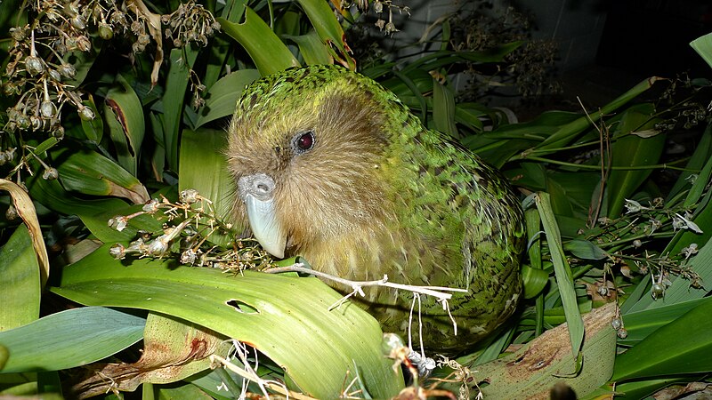 Kākāpō "Sirocco" amongst renga renga lillies. Maud Island, New Zealand. Photo: Chris Birmingham, 2012 via Wikimedia Commons