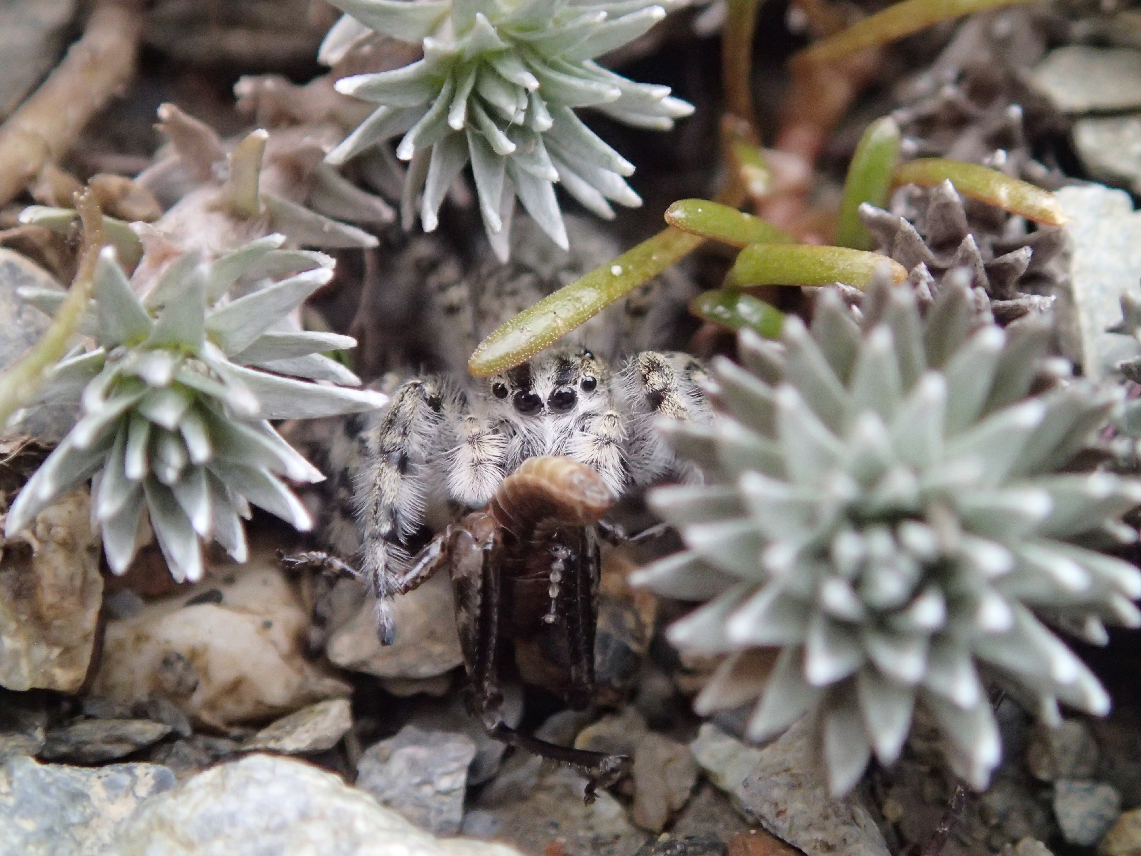 Ourea petroides - new species of jumping spider at Arthur's Pass. Credit: Robin Long.