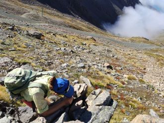Collecting O. alpinus in Ohau