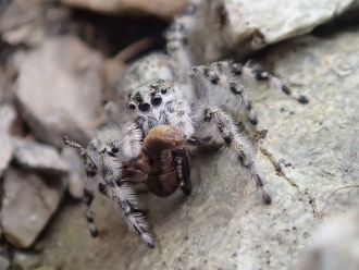Robin's first alpine jumping spider - O. petroides, Arthur's Pass