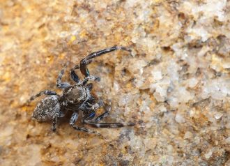 O. kohatu from Denniston Plateau (showing blue leg iridescence) 